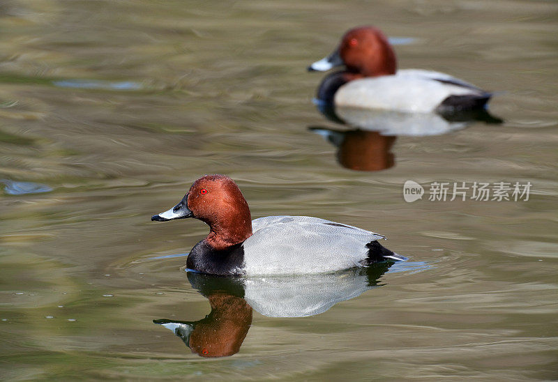 共同的Pochard (Aythya ferina)